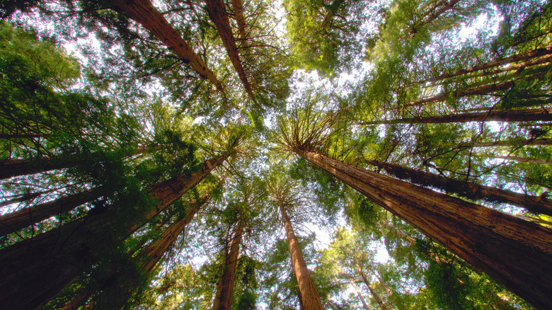 muir woods national monument treetops