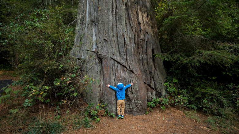redwood national park hugging tree