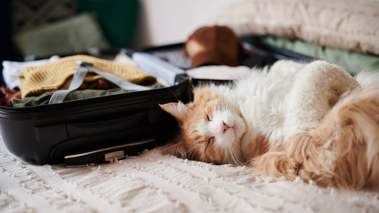 Cat napping next to suitcase