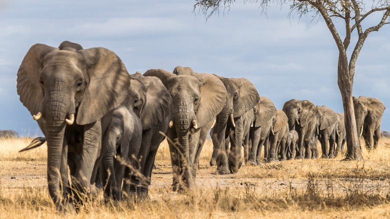 Herd of elephants in grassland