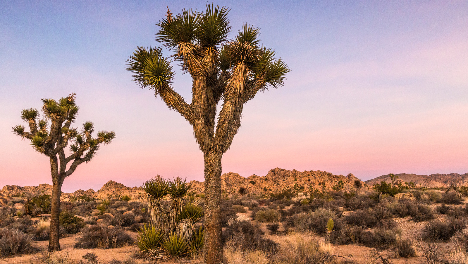 Here&rsquo;s The Best Time Of Year To Visit Joshua Tree National Park