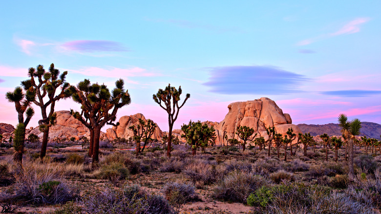 Joshua tree at dawn