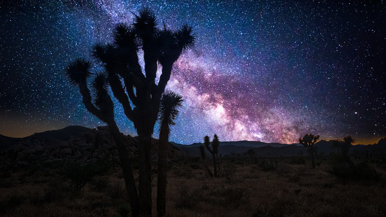 Joshua tree starry night sky