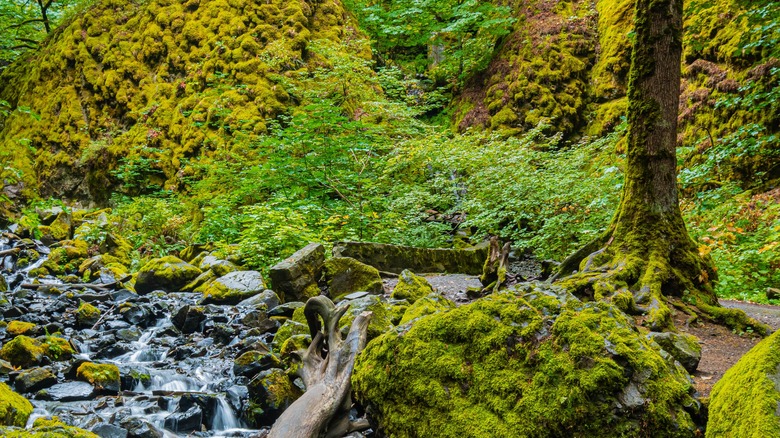 Lush moss Starvation Ridge Trail