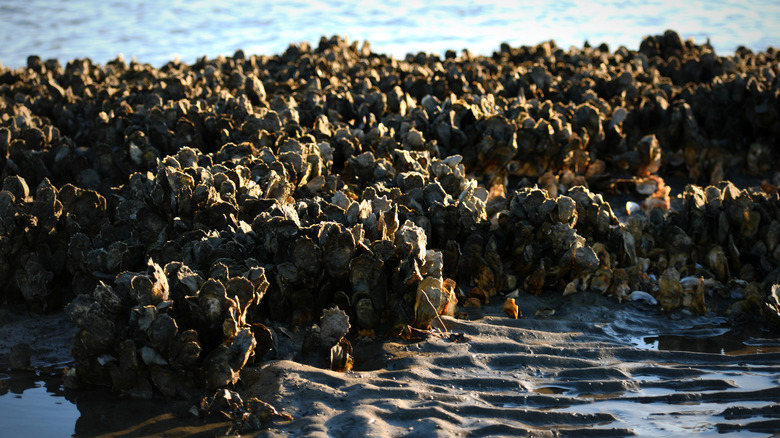 Oysters near Charleston