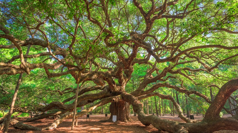 Old oak tree near Charleston