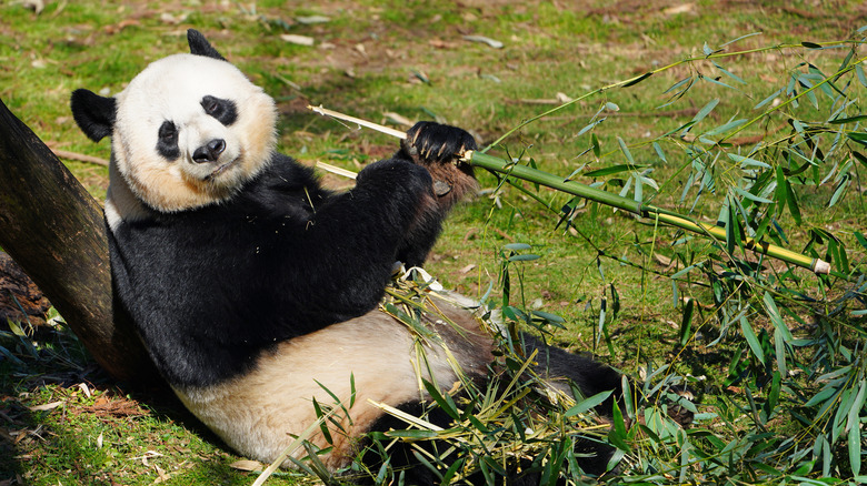 Panda bear at Smithsonian National Zoo