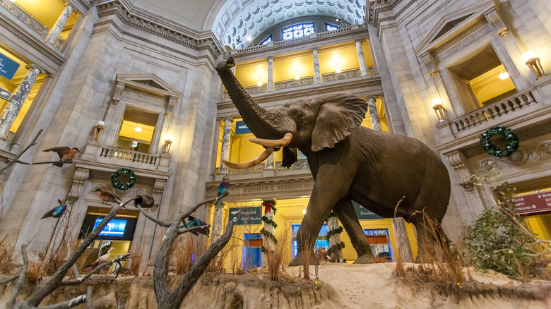 Elephant statue at Smithsonian Natural History Museum