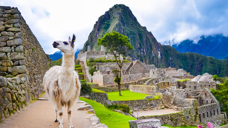 A llama at Machu Picchu, Peru