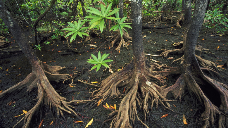 Roots of mangrove trees