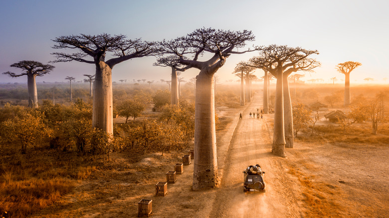 Avenue of the Baobabs in Madagascar