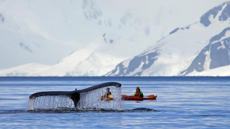 Kayaking next to a whale in Antarctica