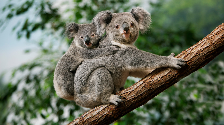 Koalas on a eucalyptus tree