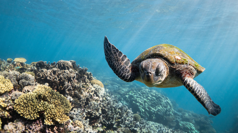 Sea turtle in Ningaloo Reef