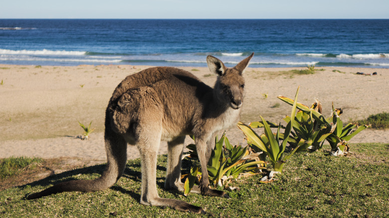 Kangaroos, Pebbly Beach