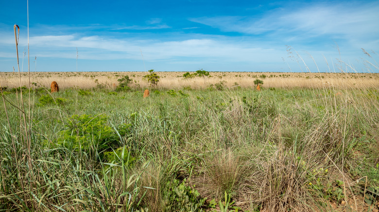 Grassland clear skies termite mounds