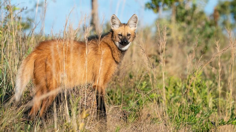 Maned wolf on Brazilian savanna