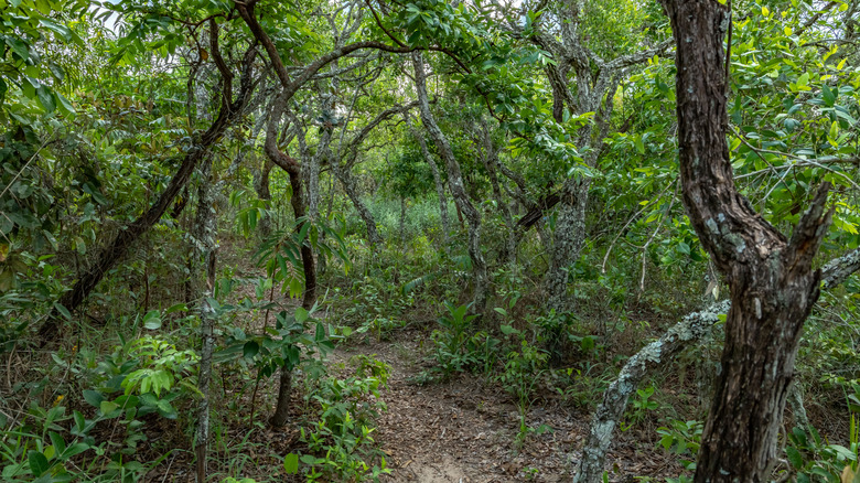 Overgrown forest path