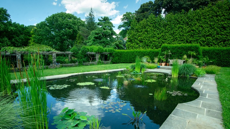 Aquatic garden surrounded by hedges