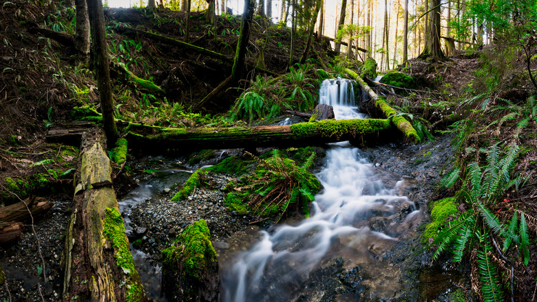 waterfall in national park