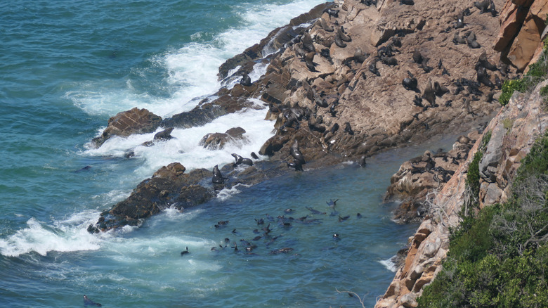 Fur seals on the Robberg Peninsula