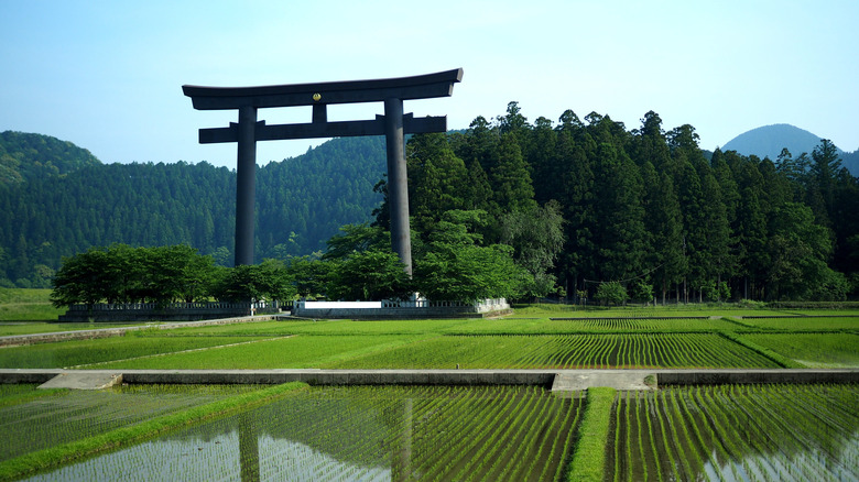 Torii gate on Kumano Kodo trail