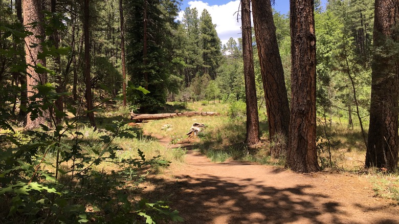 trail meandering through pine forest