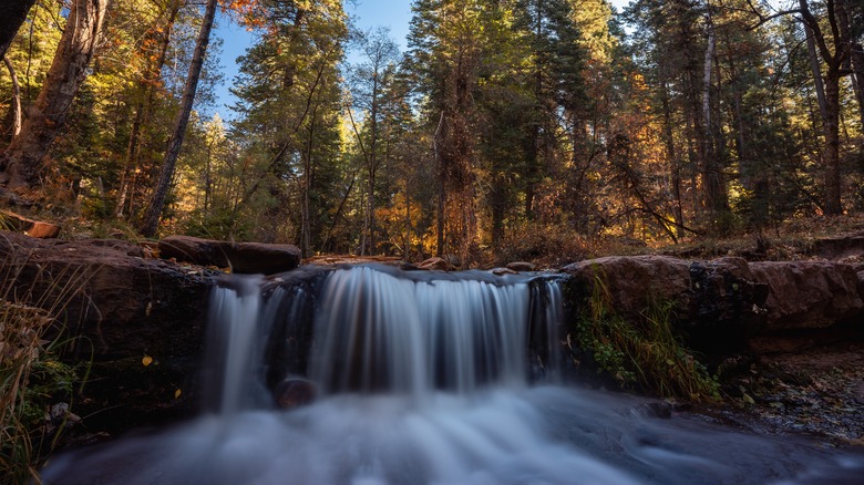 waterfall in pine forest