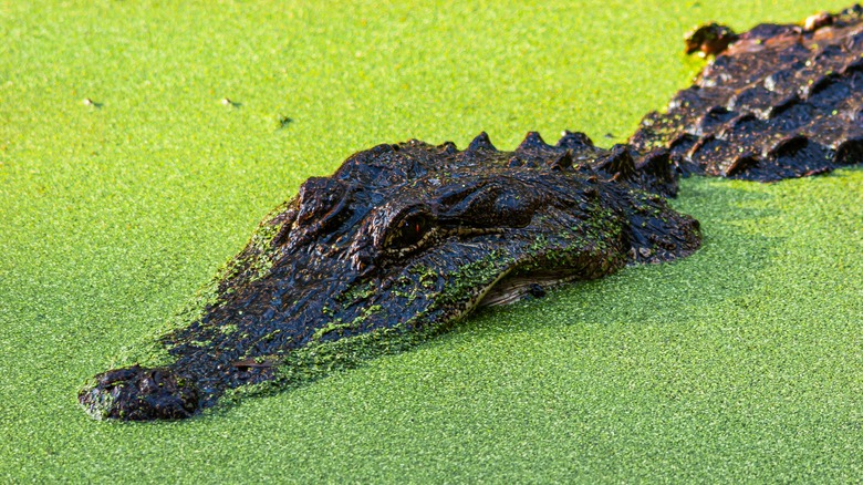 alligator swimming at Brazos Bend State Park