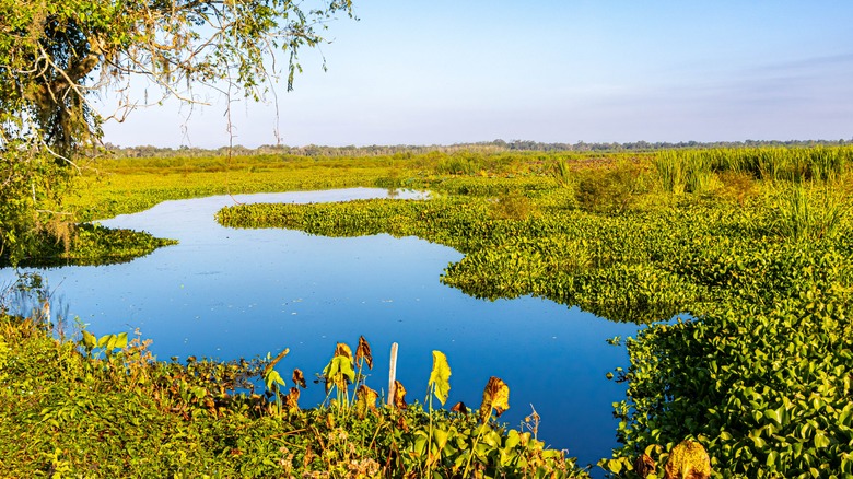 A pond at Brazos Bend State Park