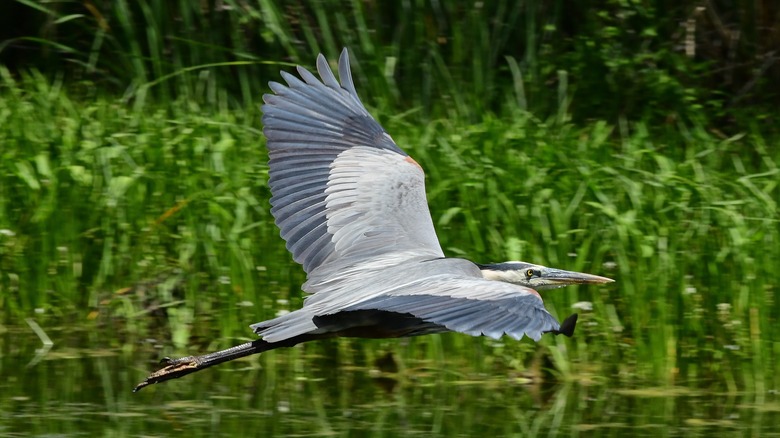 Great Blue Heron in flight at Brazos Bend State Park