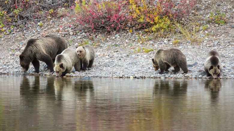 Bears in Grand Teton National Park