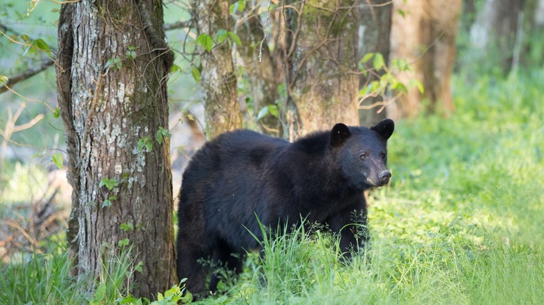 Black bear at Great Smokey National Park