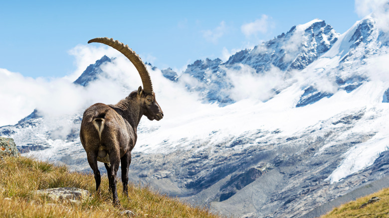 Ibex gazing at mountains