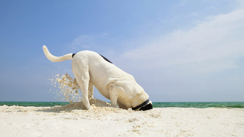 Dog digging in sand