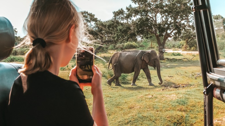 woman photographing elephant from vehicle