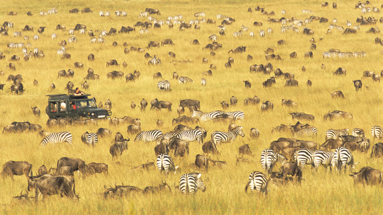 jeep surrounded by zebra and wildebeest