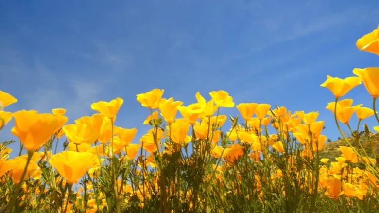 yellow flowers