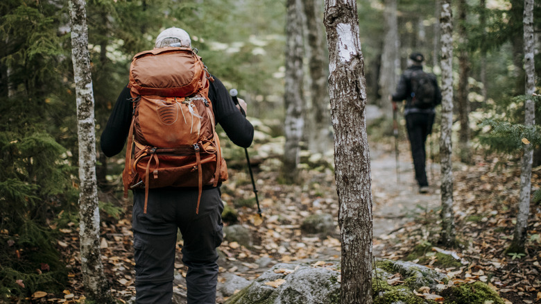 Two hikers make their way through the woods