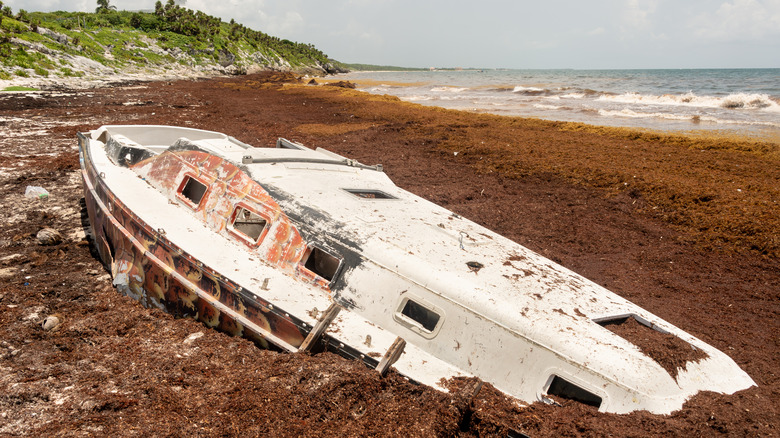 Stranded boat surrounded by sargassum