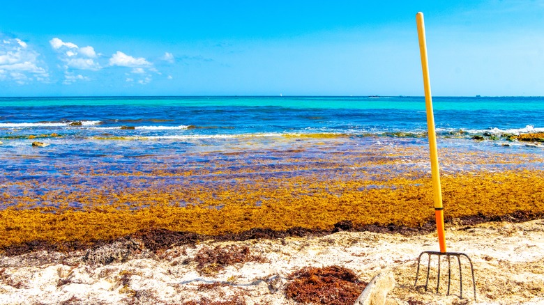 Rake in the sand at sargassum-covered beach