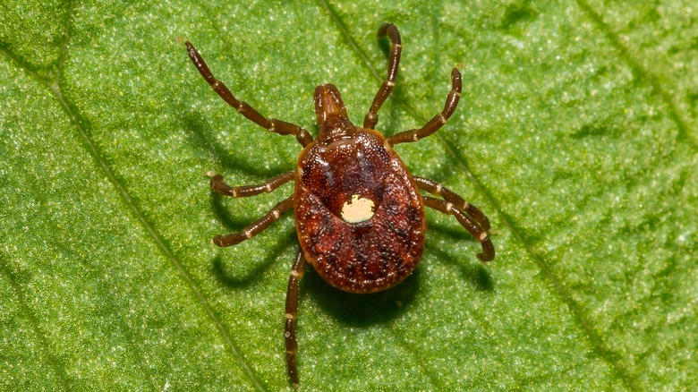 tick on grass