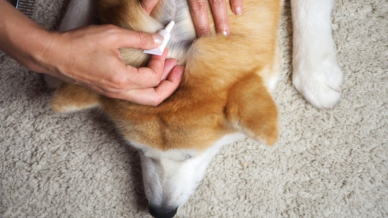 applying pet tick repellant