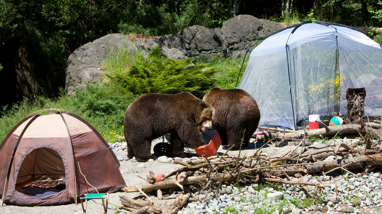 Grizzly Bears in a campsite 
