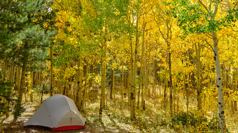 backcountry camping