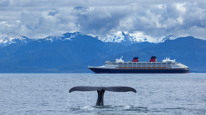 whale tail in front of ferry