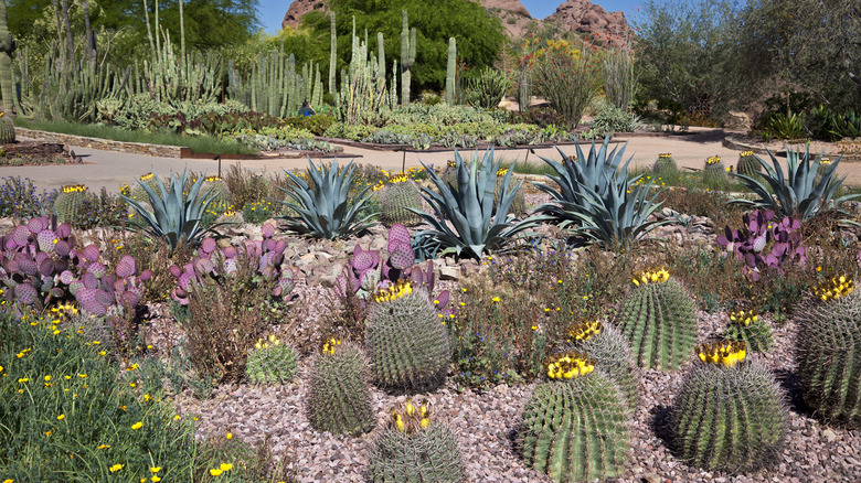 cactuses in desert botanical garden