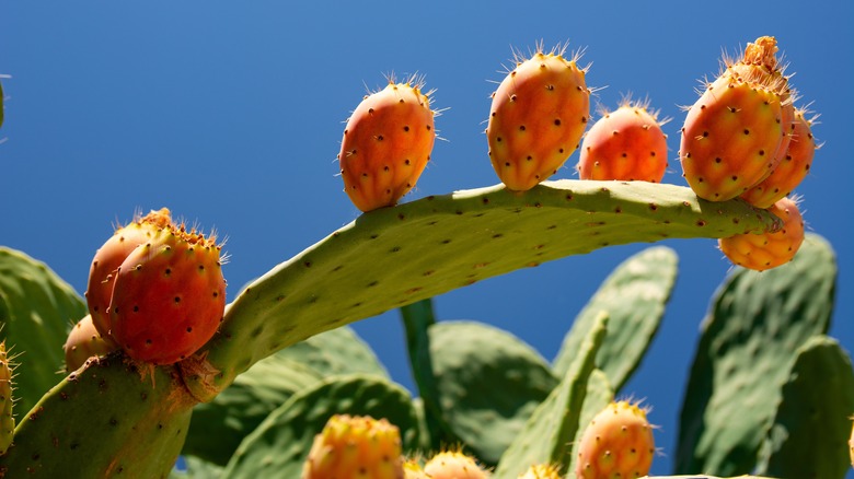 prickly pears on opuntia
