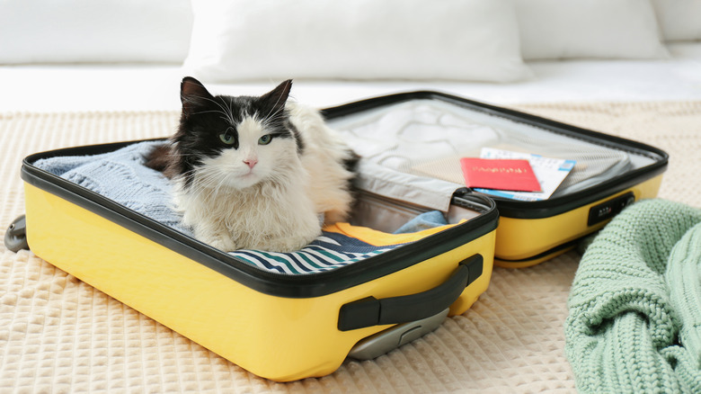 cat in a yellow suitcase