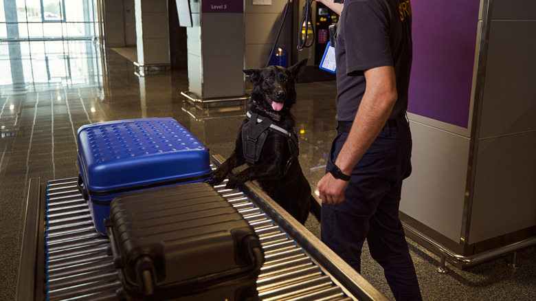 airport security dog